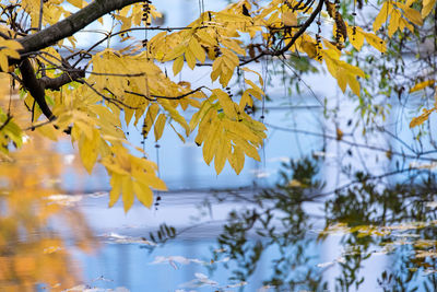 Low angle view of yellow leaves on tree during autumn