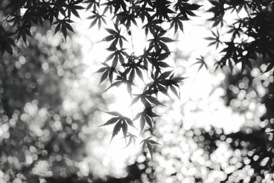 Low angle view of tree against sky