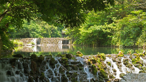 Scenic view of lake in forest
