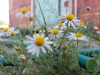 Close-up of white flowering plants on field