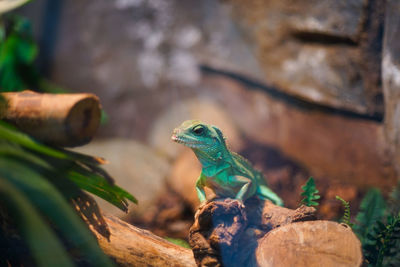 Close-up of lizard