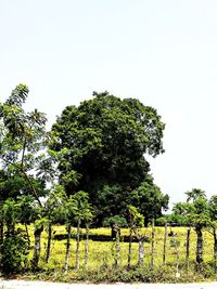 Trees growing on field against clear sky