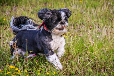 Portrait of puppy on field
