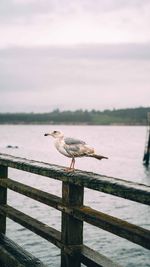 Seagull perching on wooden post by sea against sky