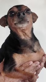 Close-up of dog looking up over white background