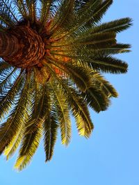 Low angle view of palm tree against clear sky