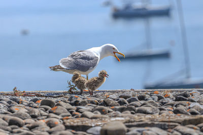 Close-up of seagull perching on rock