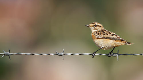 Close-up of sparrow perching on wood