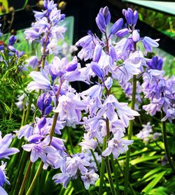 Close-up of purple flowering plants