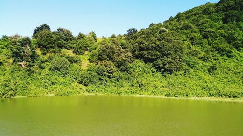 Scenic view of lake in forest against clear sky