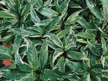 Full frame shot of fresh green leaves