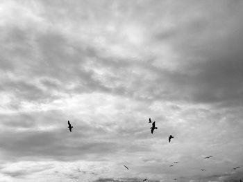 Low angle view of birds flying in sky