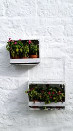 Potted plants against white wall