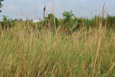 Plants growing on field against sky