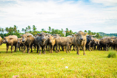 Horses on field against sky