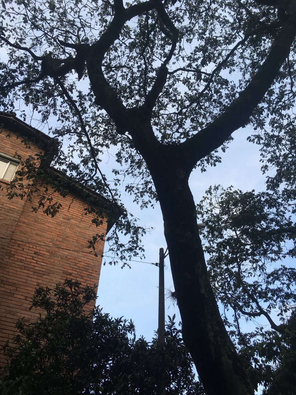 LOW ANGLE VIEW OF TREE AGAINST SKY