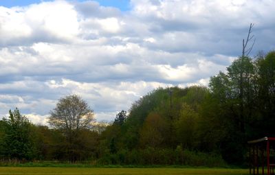 Trees and grass against sky