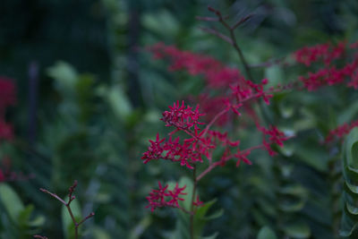 Close-up of pink flowers