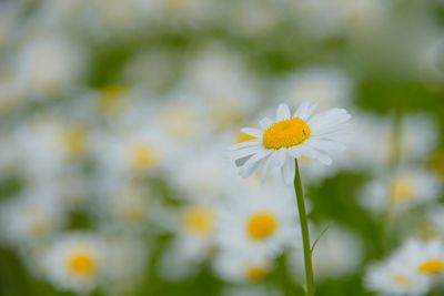Close-up of white daisy