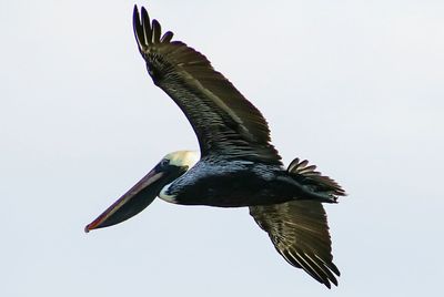 Low angle view of bird flying against clear sky