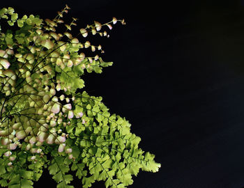 Plants growing in the dark