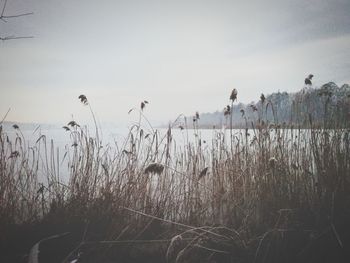 View of birds on grass against sky