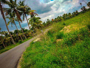 Scenic view of road amidst trees against sky