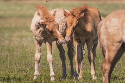 Horses in a field