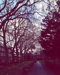 Bare trees against sky