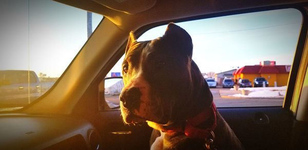 Close-up of dog looking through car window