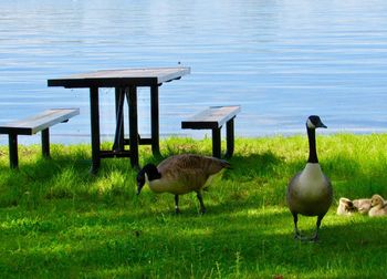 Flock of birds on grass by lake