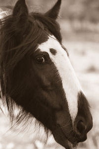 Close-up portrait of a horse