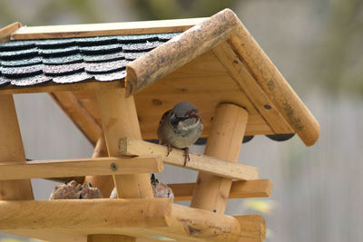 Low angle view of bird perching on wooden post