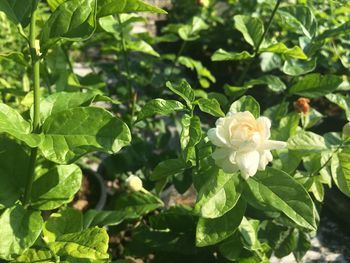 Close-up of white flowering plant