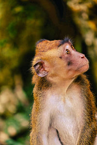 Young macaque monkey, philipines.