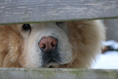 Close-up portrait of dog