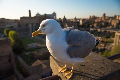 Close-up of seagull