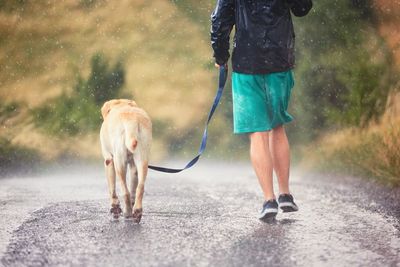 Low section of man walking with dog on road during rainy season