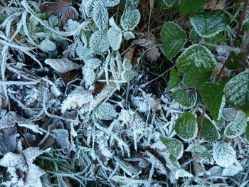 High angle view of frozen plants on field