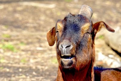 Close-up portrait of a horse