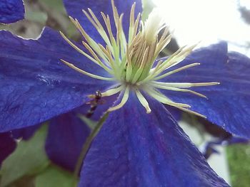 Close-up of purple flowers blooming