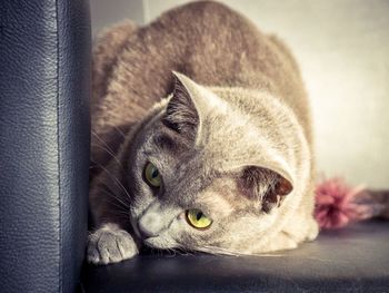 Close-up portrait of cat sleeping