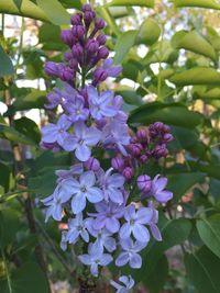 Close-up of fresh purple flowers