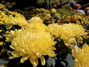 Close-up of yellow flowering plants