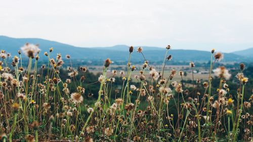 Close-up of flowering plants on land against sky