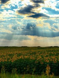 Scenic view of sunflower field against sky