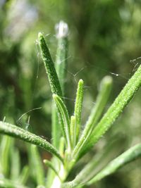 Close-up of wet plant