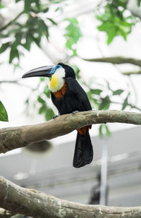Close-up of bird perching on branch