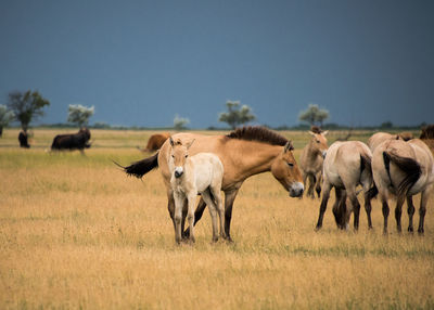 Horses on field against sky