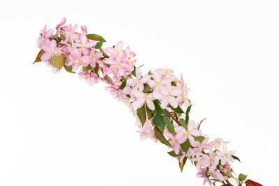 Close-up of pink cherry blossom against white background